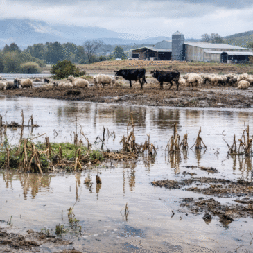 Flexibilización de las ayudas PAC 2026 para explotaciones afectadas por las borrascas en Andalucía